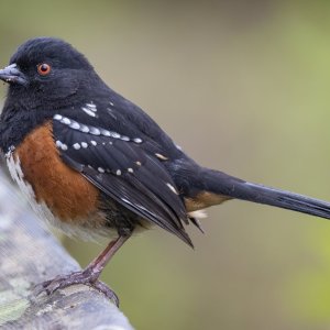 B04SpottedTowheeMale2494.jpg