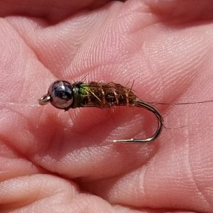 20230710_caddis.jpg