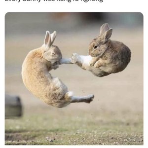 Kung Fu Bunny a.jpg