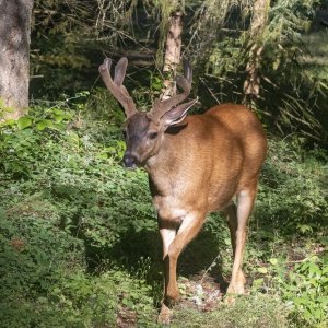 BuckGrowingAntlers3007Trim.jpg