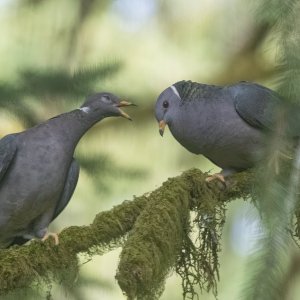 BandtailPigeons3025Trim.jpg