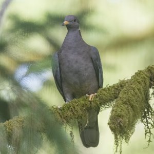 BandtailPigeon3035Trim.jpg