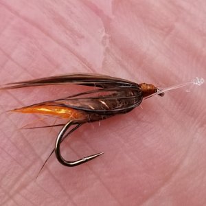 20230805_divingcaddis.jpg