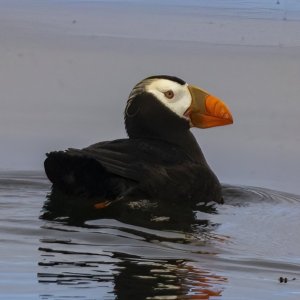 B07TuftedPuffin3278.jpg