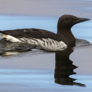 B05CommonMurre3265.jpg