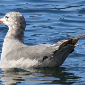 B04HeermannsGull3294.jpg