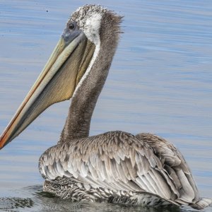 B02BrownPelican3239.jpg