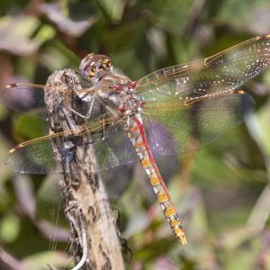 C07VariegatedMeadowhawk3531.jpg