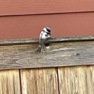 chickadee 2.jpg