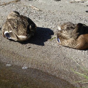 Diamond Lake Ducks @ Shoreline.JPG