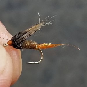 20230912_divingcaddis.jpg