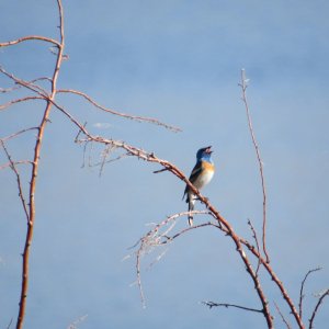 IMG_2948.JPG