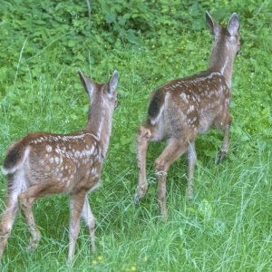 TwinFawns2849Trim.jpg