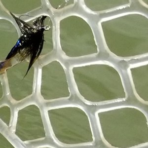 20220708_fly.jpg