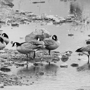 009 Cackling Geese 100923 B&W em.jpg