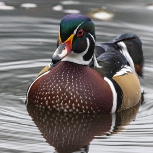 A07WoodDuckDrake5874.jpg