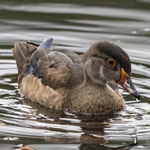 A05WoodDuckHen5879.jpg