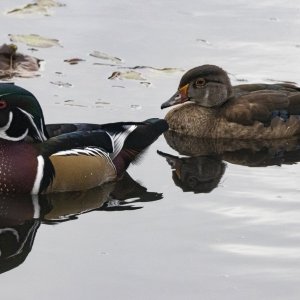 A04WoodDuckDrake&Hen5882.jpg