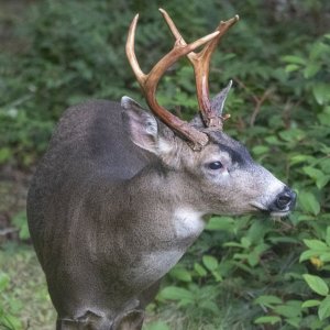 BackyardBuck5907Trim.jpg