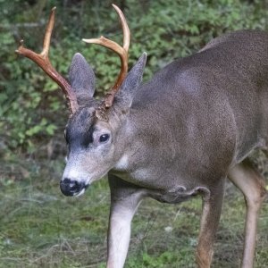 IBackyardBuck5915Trim.jpg