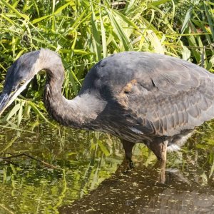 D11GreatBlueHeron5707.jpg