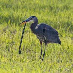 D12GreatBlueHeronWGarterSnake5693.jpg