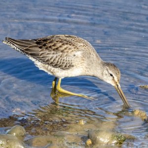 D02LongBilledDowitcher6103.jpg