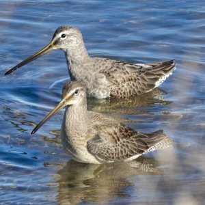 D03LongBilledDowitchers6091.jpg