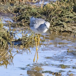 D05GreaterYellowlegs6036.jpg