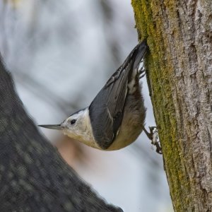 B03WhiteBreastedNuthatch6579.jpg