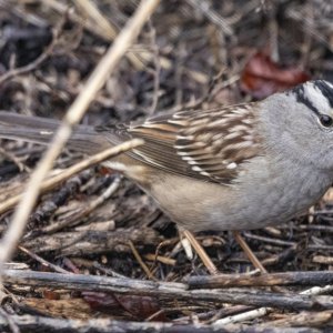 B01WhiteCrownedSparrowAdult6695.jpg