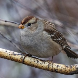 B02WhiteCrownedSparrowJuvenile6691.jpg