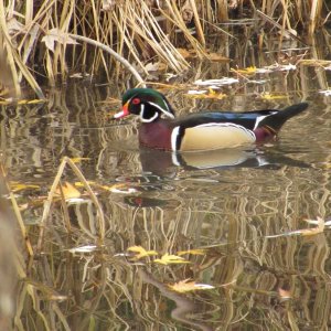 wood duck.JPG