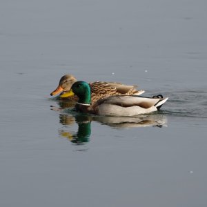 Paddling Up the Columbia.JPG