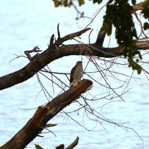 Sharp Shinned Hawk.JPG