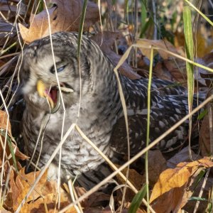 E06BarredOwlSwallowingGarterSnake7167.jpg