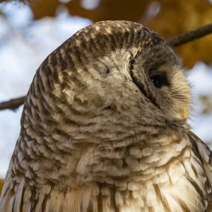 E08BarredOwlCloseup7216.jpg