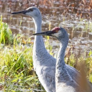 A02SandhillCraneAdult&JuvenileA7334.jpg