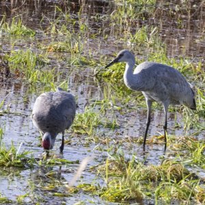 A01SandhillCraneAdult&Juvenile7310.jpg