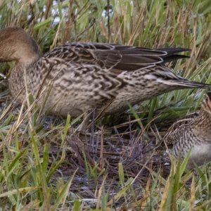 A01WilsonsSnipe&NorthernPintailHen6913.jpg