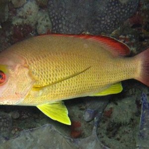 Blacktail_Snapper_Lutjanus_fulvus.width-1200.d125eaf.jpg