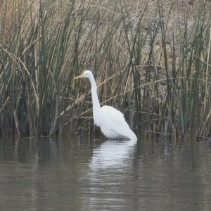 Egret.JPG