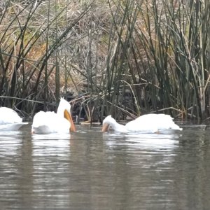 Pelican Heron.JPG