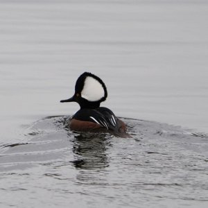 Hooded Merganser.JPG