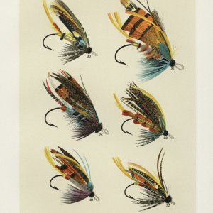 Salmon 3.jpg