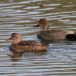 Gadwalls.JPG