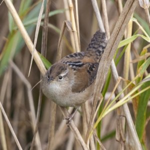 A16MarshWren8022.jpg