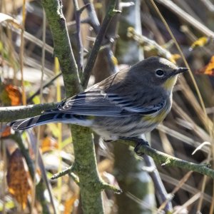 B06YellowRumpedWarbler7126.jpg