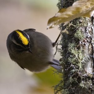 B01GoldenCrownedKinglet7016.jpg