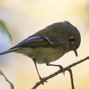 B02RubyCrownedKinglet7036.jpg